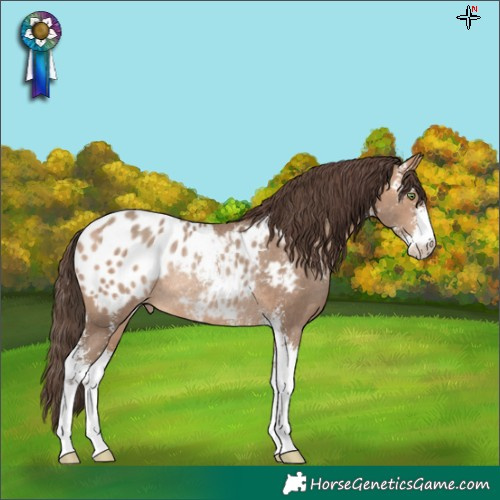 Horse Color:Amber Champagne Sabino Blanket Rabicano