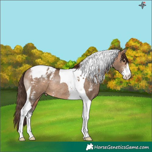 Horse Color:Brown Dun Sabino Tobiano Varnish Rabicano