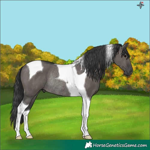 Horse Color:Grullo Tobiano Rabicano
