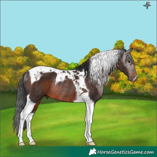 Horse Color:Brown Tobiano Rabicano