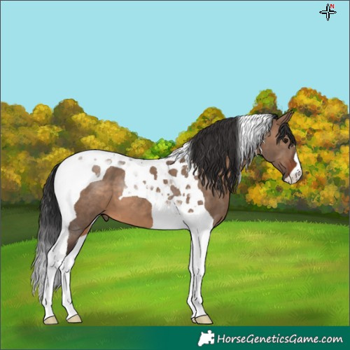 Horse Color:Brown Dun Tobiano