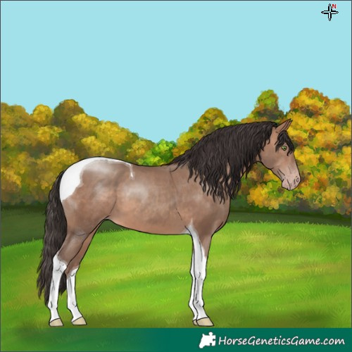 Horse Color:Sable Champagne Tobiano