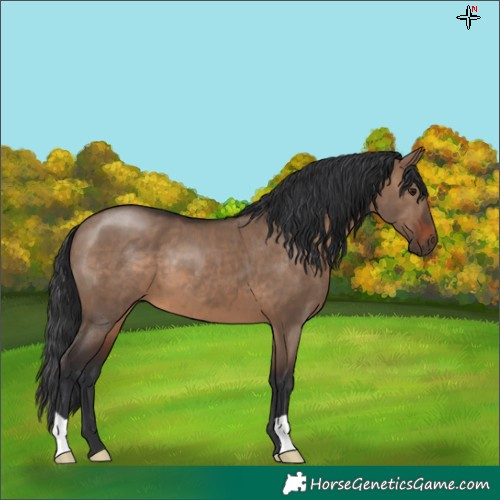 Horse Color:Brown Dun 