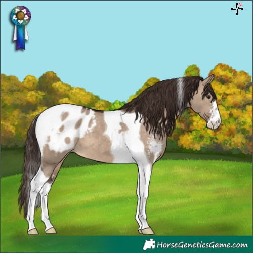 Horse Color:Brown Dun Sabino Tobiano Blanket