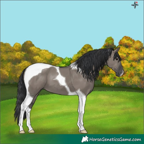 Horse Color:Grullo Tobiano