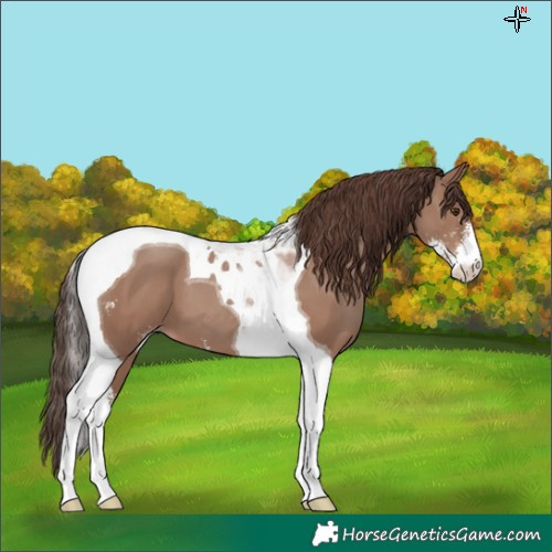 Horse Color:Classic Champagne Sabino Tobiano