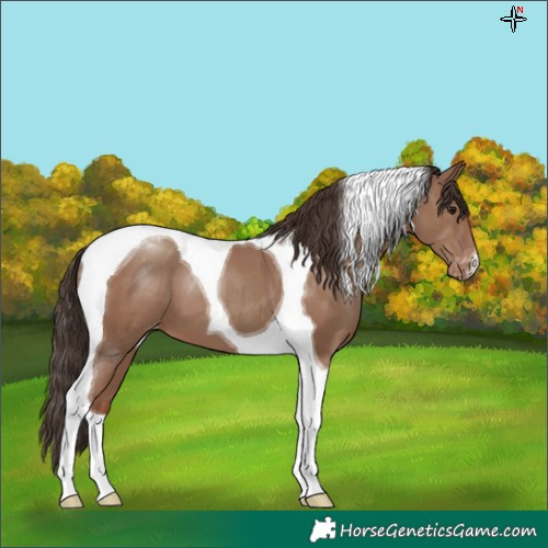 Horse Color:Classic Champagne Tobiano Varnish