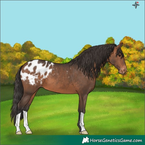 Horse Color:Brown Blanket