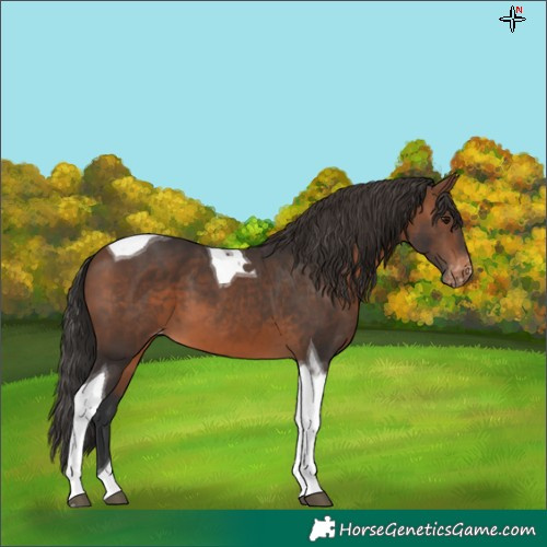 Horse Color:Brown Tobiano Varnish