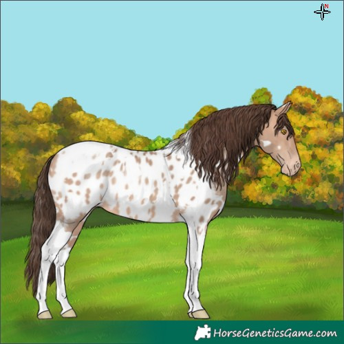 Horse Color:White Spotted Amber Champagne Tobiano Near Leopard