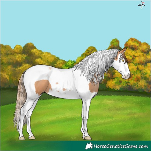 Horse Color:Bay Pearl Splash Tobiano 