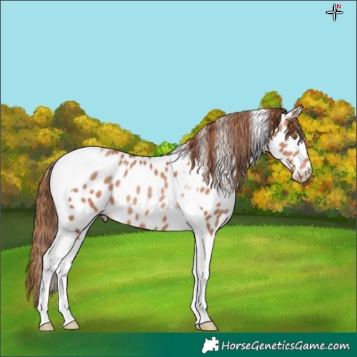 Horse Color:Brown Pearl Tobiano Near Leopard 