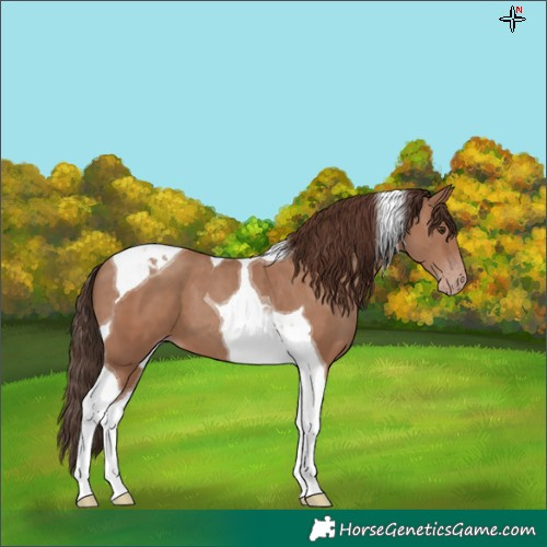 Horse Color:Classic Champagne Tobiano