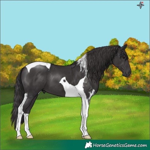 Horse Color:Smoky Black Tobiano