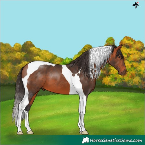 Horse Color:Bay Tobiano 