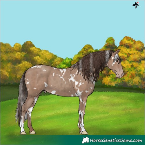 Horse Color:White Spotted Classic Champagne