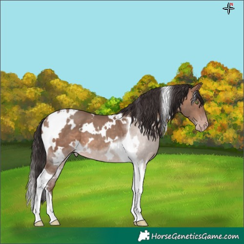 Horse Color:White Spotted Sable Champagne Tobiano 