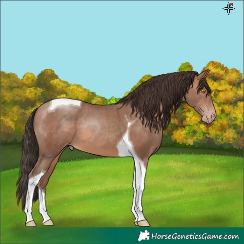 Horse Color:Sable Champagne Tobiano