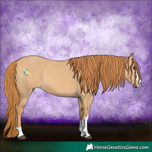 Horse Color:Red Dun 