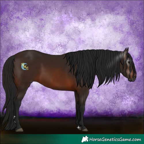 Horse Color:Gray Bay 
