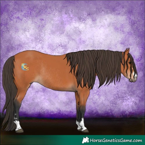 Horse Color:Bay Rabicano