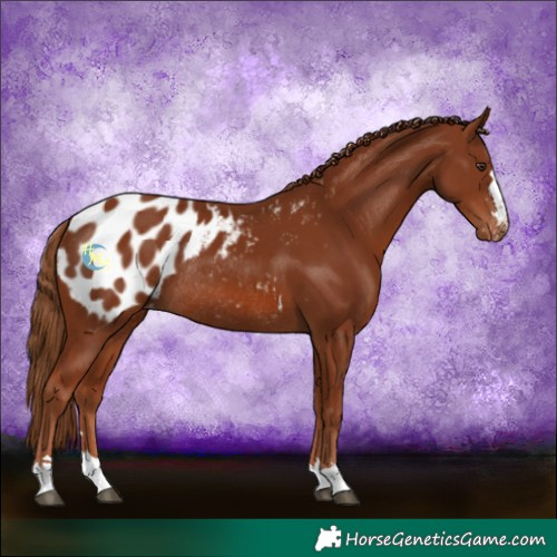 Horse Color:Chestnut Blanket Rabicano