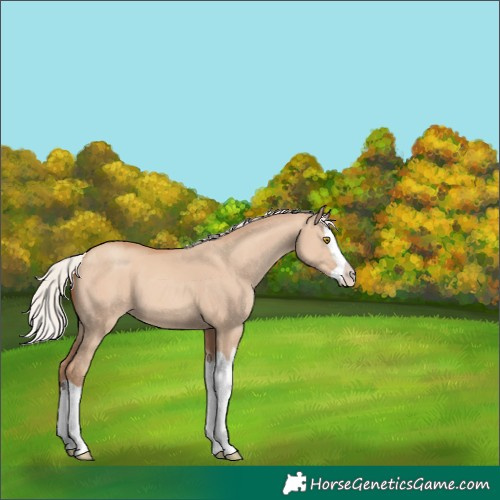 Horse Color:Silver Classic Champagne Dun Splash