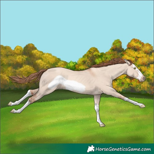 Horse Color:Gold Champagne Dun Splash Frame