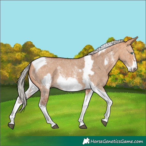 Horse Color:Silver Bay Dun Sabino Tobiano Frame Rabicano 
