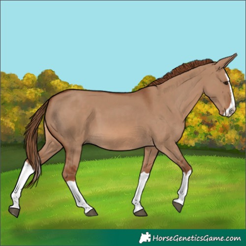 Horse Color:Red Dun Splash 