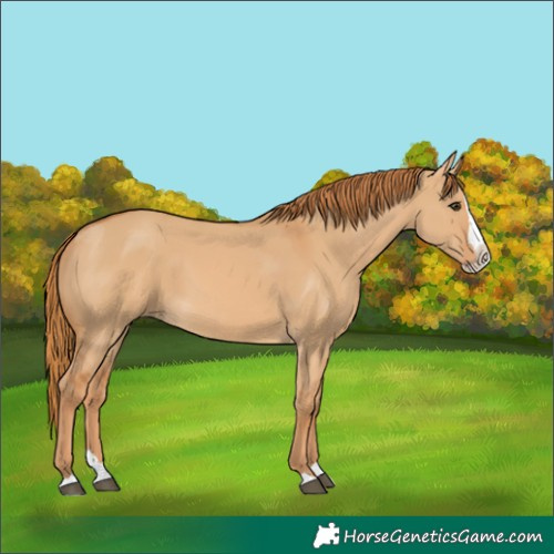 Horse Color:Red Dun Splash 