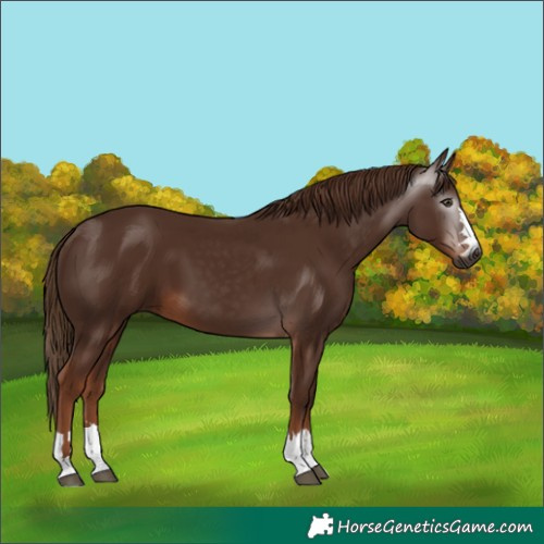 Horse Color:Gray Chestnut