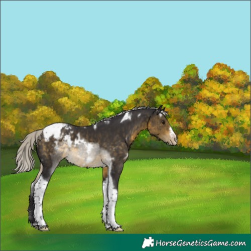 Horse Color:White Spotted Silver Buckskin Tobiano Frame Blanket 