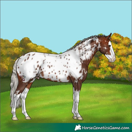 Horse Color:White Spotted Silver Brown Splash Near Leopard 