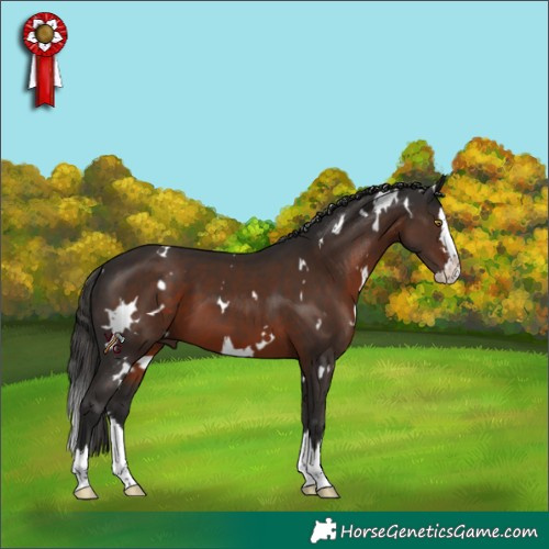 Horse Color:White Spotted Liver Chestnut Splash 