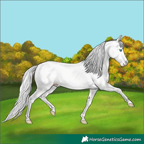 Horse Color:Silver Perlino Dun 