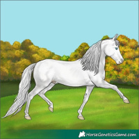 Horse Color:Silver Perlino Dun
