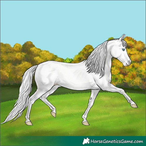 Horse Color:Silver Perlino Dun 