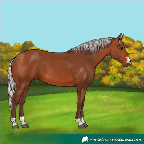 Horse Color:Silver Bay 