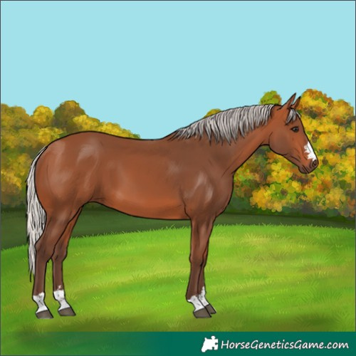 Horse Color:Silver Bay