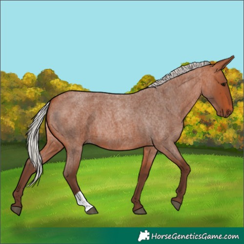 Horse Color:Silver Bay Roan