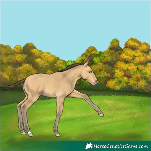 Horse Color:Amber Cream Champagne