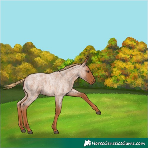 Horse Color:Red Roan 