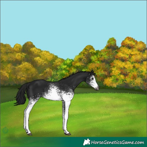 Horse Color:Gray White Spotted Black 