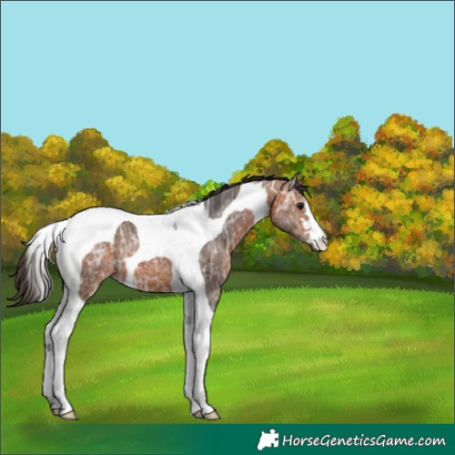 Horse Color:Bay Ice Tobiano