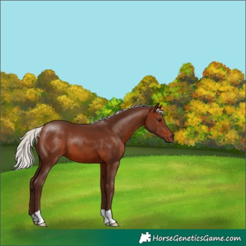 Horse Color:Silver Brown