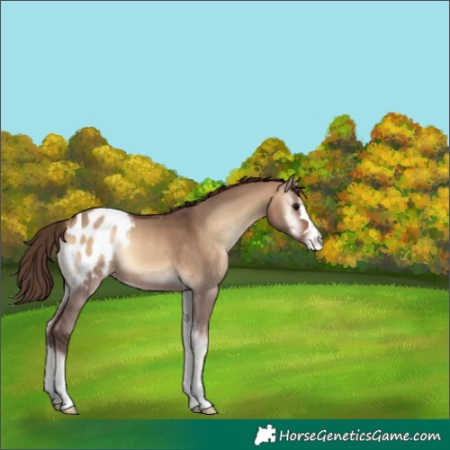 Horse Color:Bay Onyx Appaloosa 
