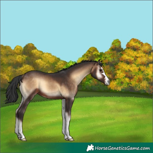 Horse Color:Brown Onyx 