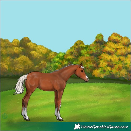Horse Color:White Spotted Silver Bay 