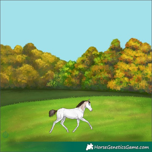 Horse Color:Bay Roan Dun Splash Blanket 